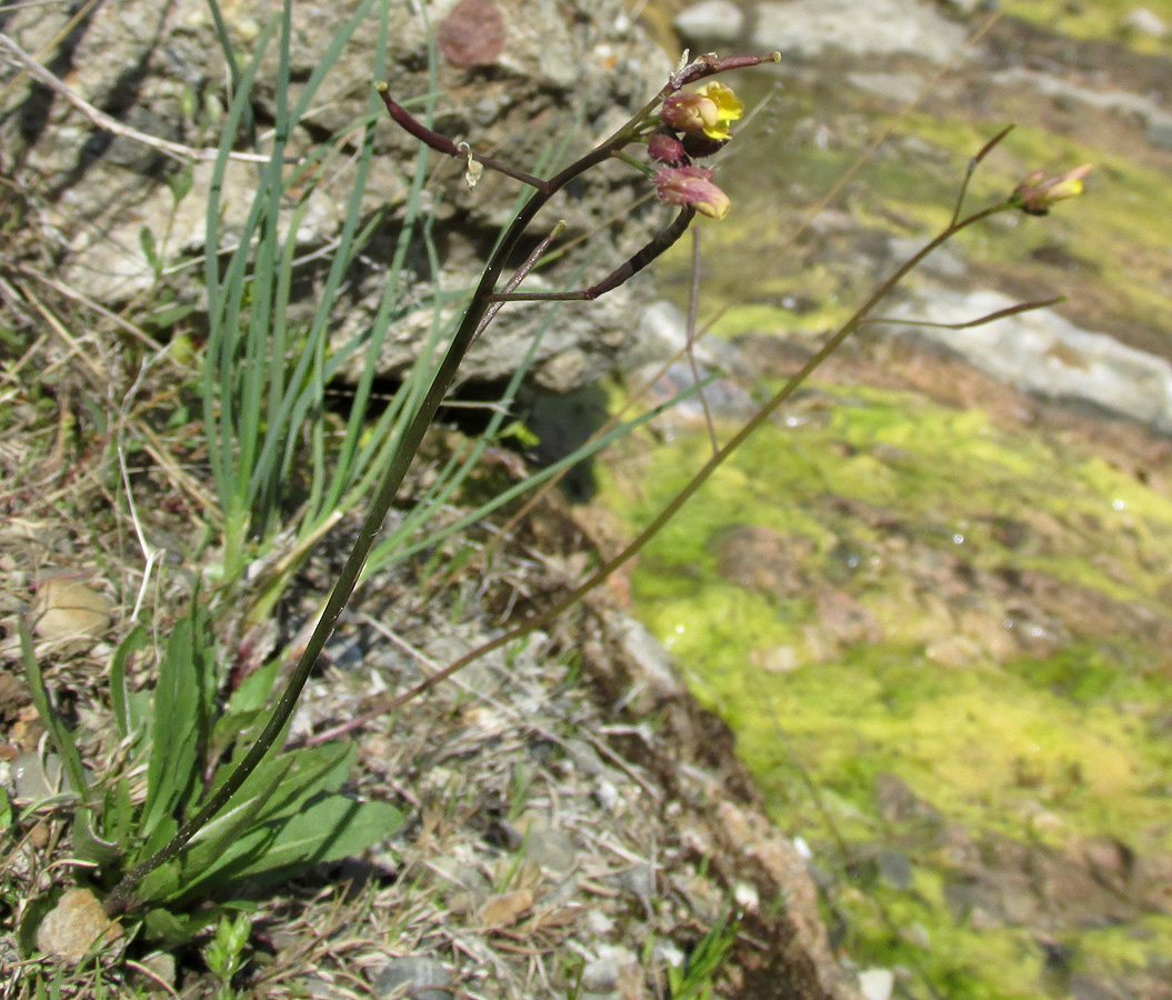 Image of Diplotaxis muralis specimen.