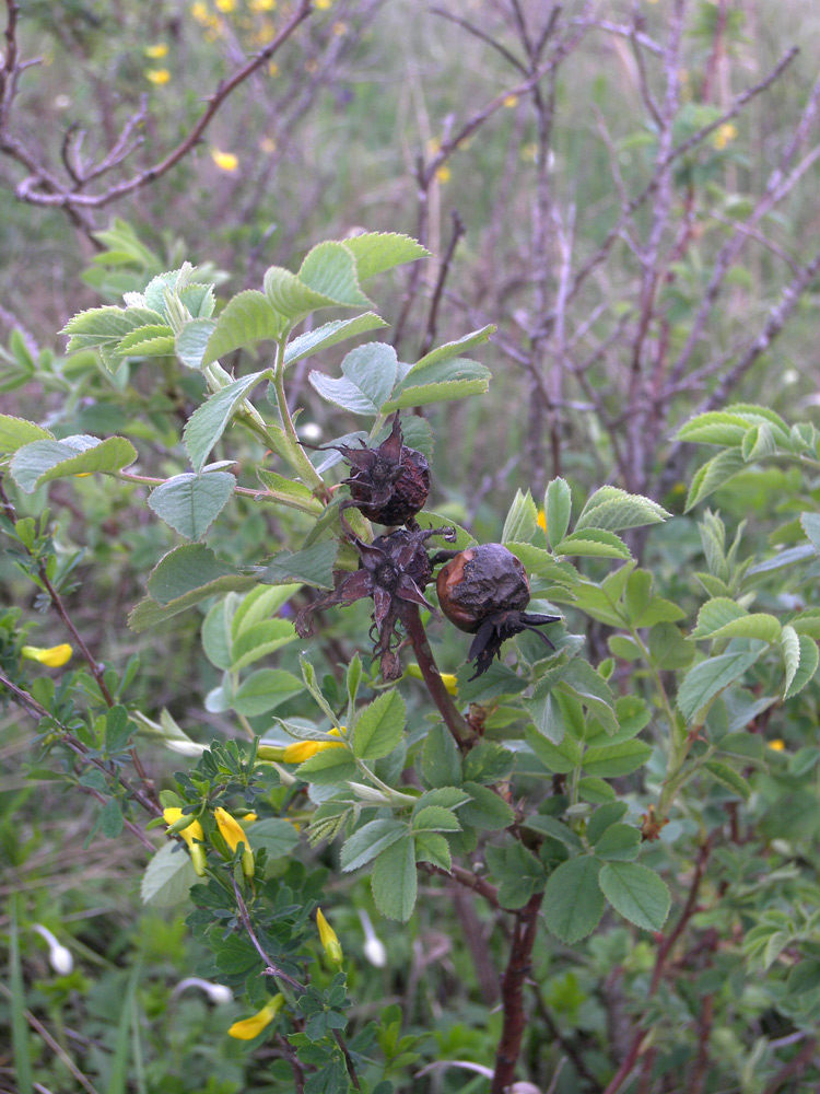 Изображение особи Rosa subpomifera.