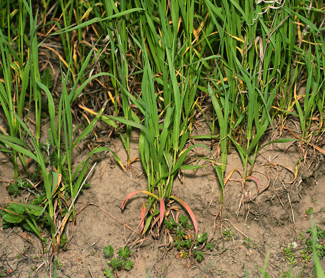 Image of Elytrigia repens specimen.