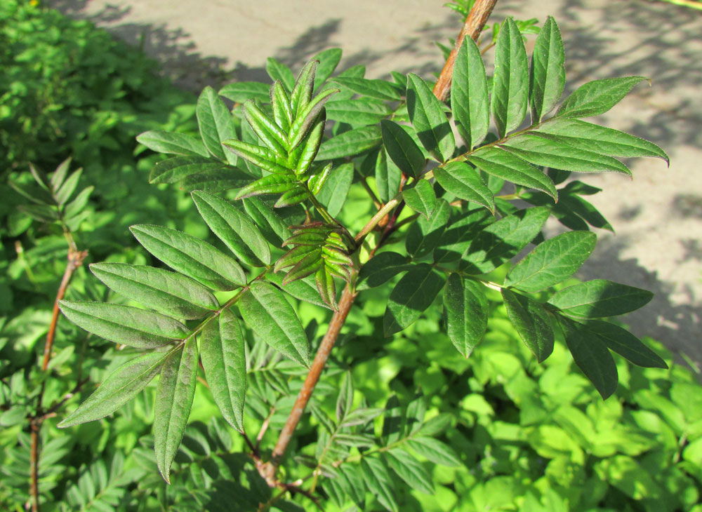 Image of Syringa pinnatifolia specimen.