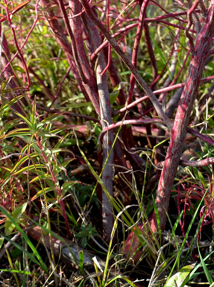 Image of Euphorbia palustris specimen.