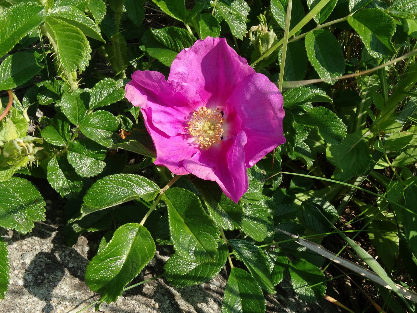 Изображение особи Rosa rugosa.