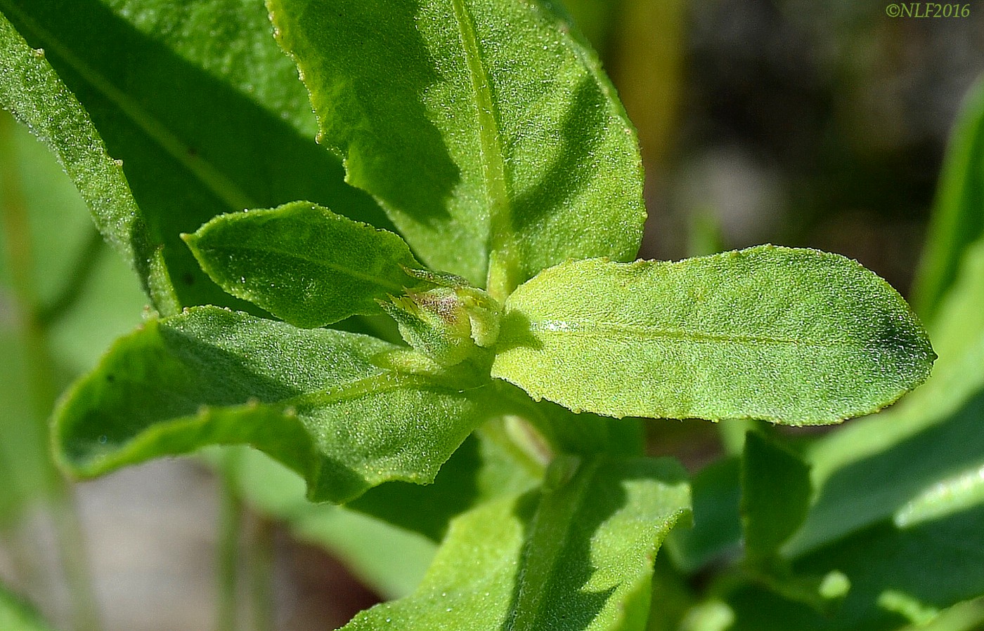 Image of Sphaeranthus strobilifer specimen.