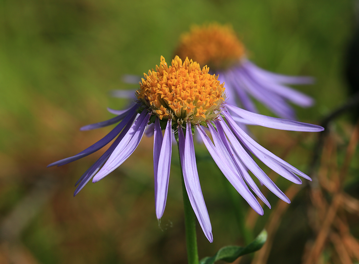 Изображение особи Aster serpentimontanus.