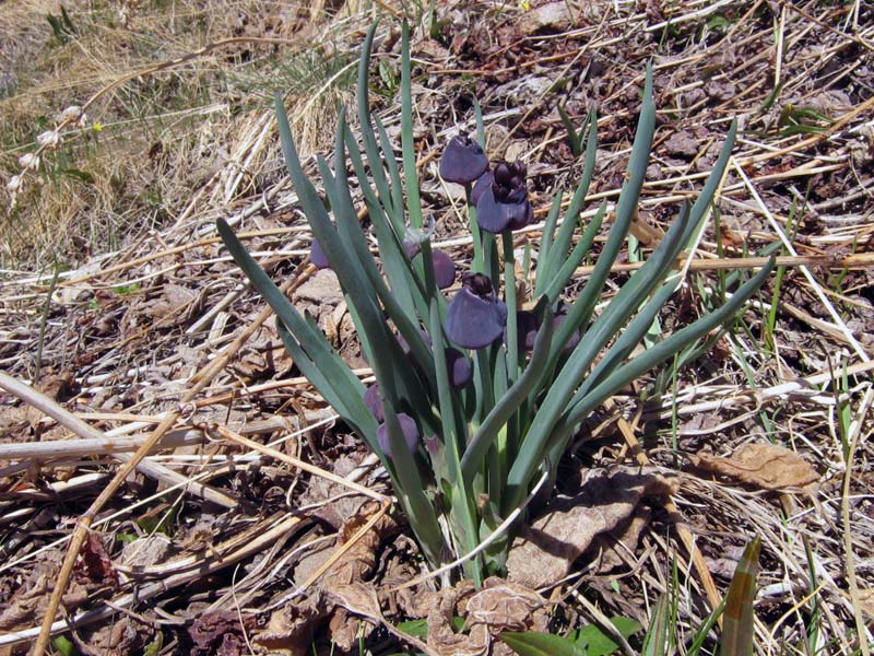 Изображение особи Allium atrosanguineum.