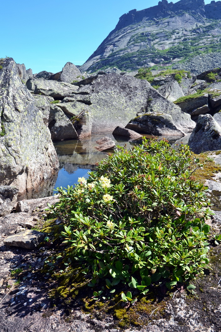 Image of Rhododendron aureum specimen.