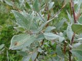 Salix lapponum