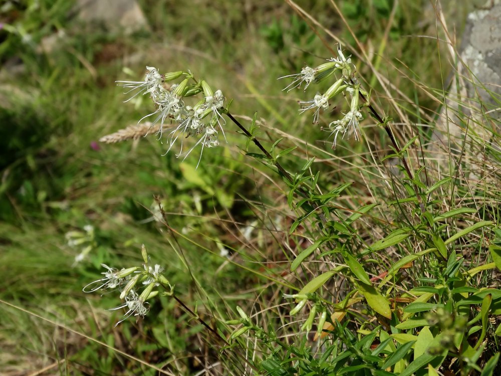 Image of Silene foliosa specimen.