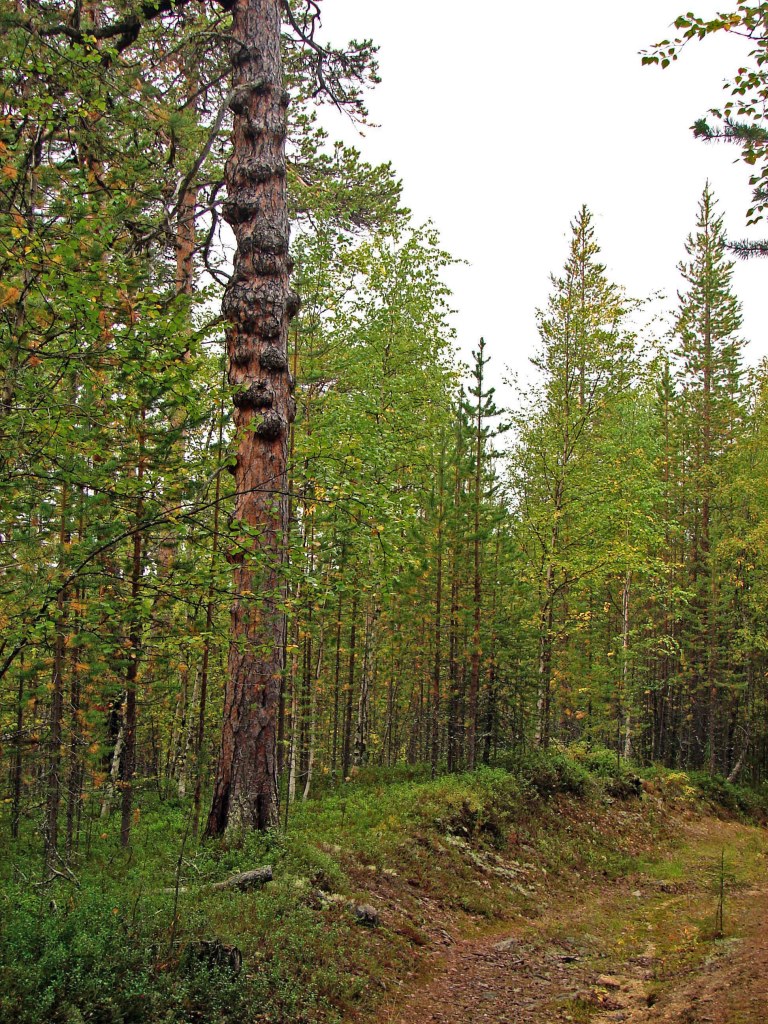 Изображение особи Pinus sylvestris.