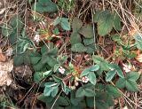 Potentilla micrantha