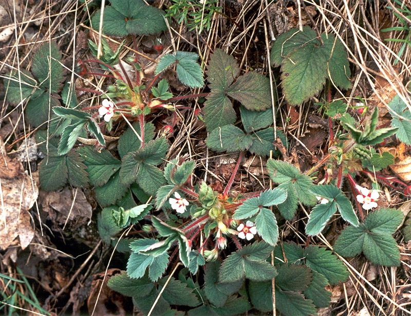 Изображение особи Potentilla micrantha.