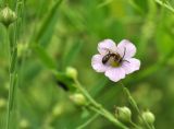 Linum stelleroides