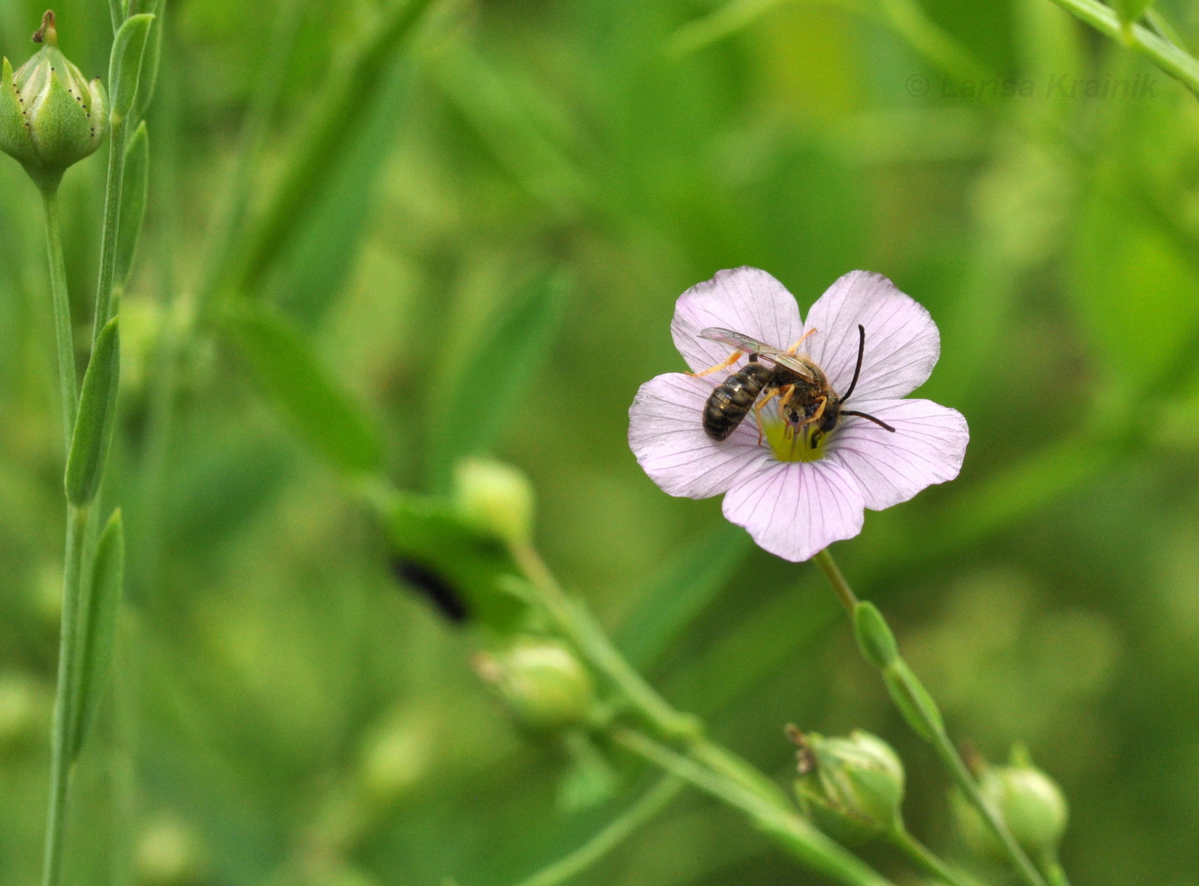 Image of Linum stelleroides specimen.