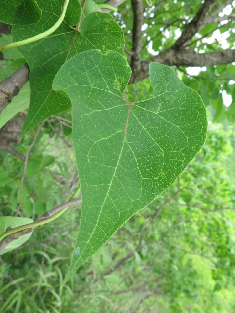 Image of Cynanchum wilfordii specimen.