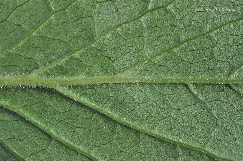 Изображение особи Syringa pubescens ssp. patula.