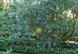 Acca sellowiana. Плодоносящее растение. Испания, Мадрид, Королевский ботанический сад. Октябрь.