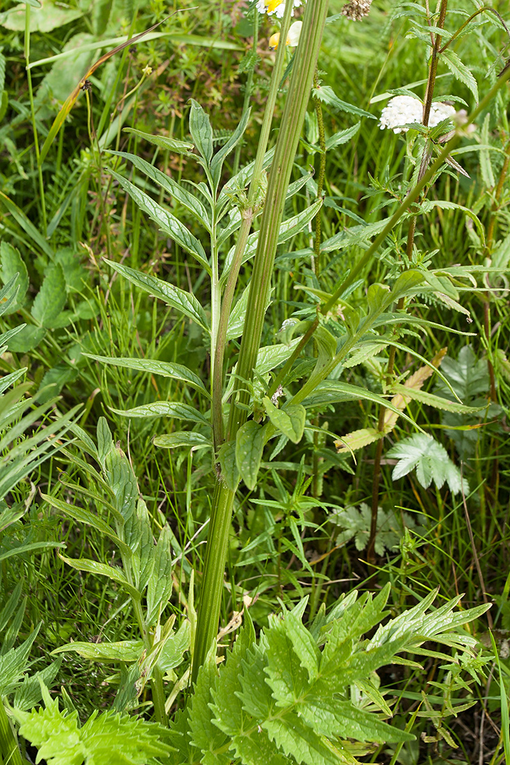 Изображение особи Valeriana officinalis.