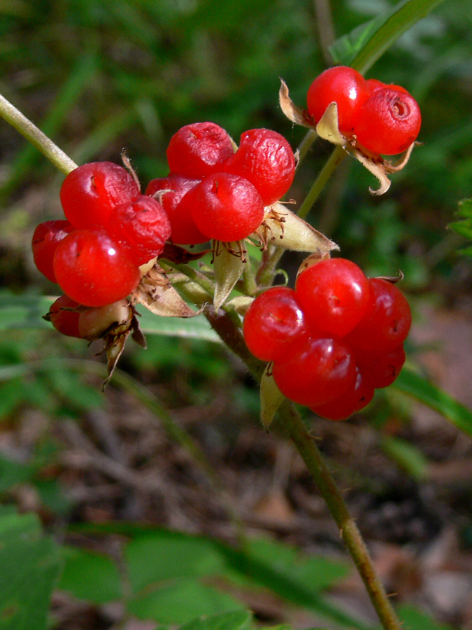 Изображение особи Rubus saxatilis.