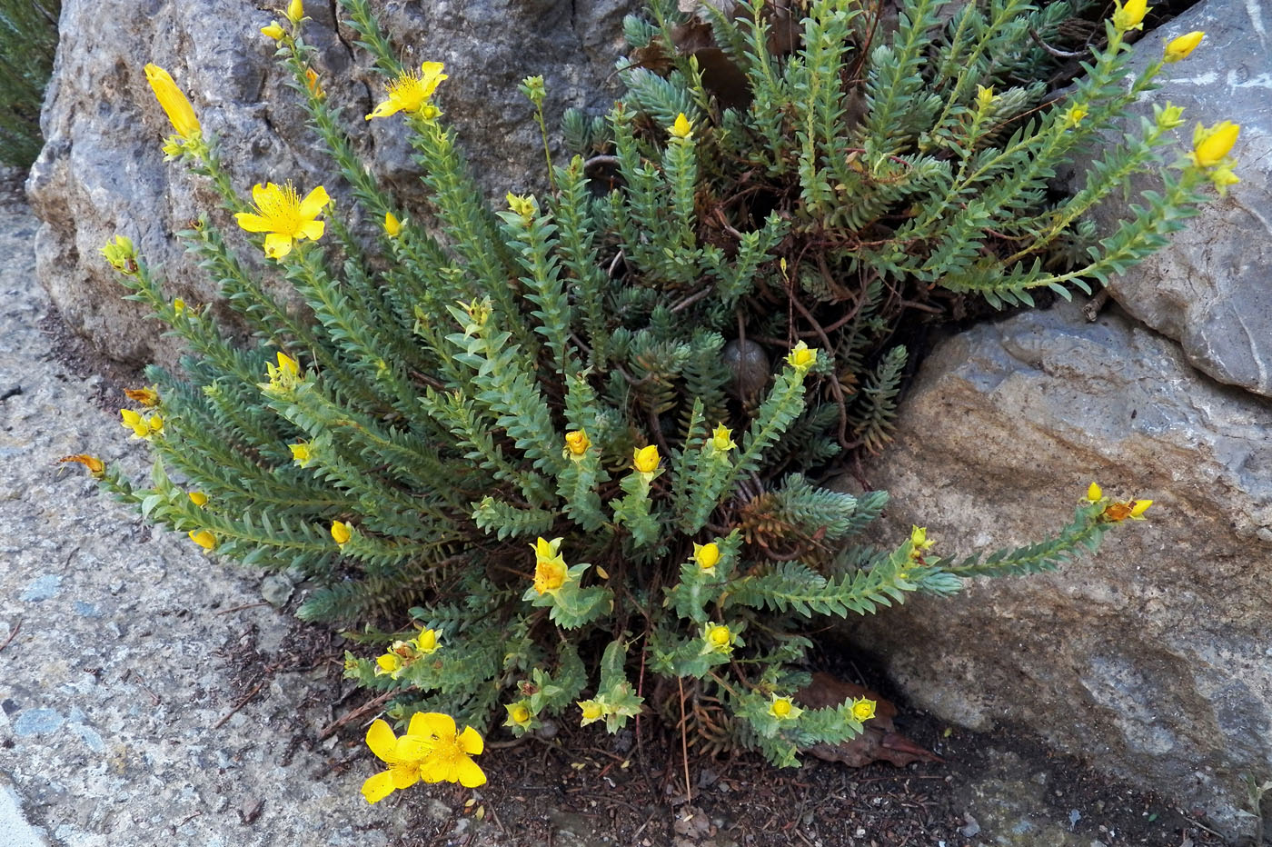 Image of genus Hypericum specimen.