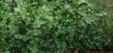 genus Plagiomnium. Вегетирующие побеги. Крым, Бахчисарайский р-н, с. Счастливое, буковый лес. 12.11.2016.