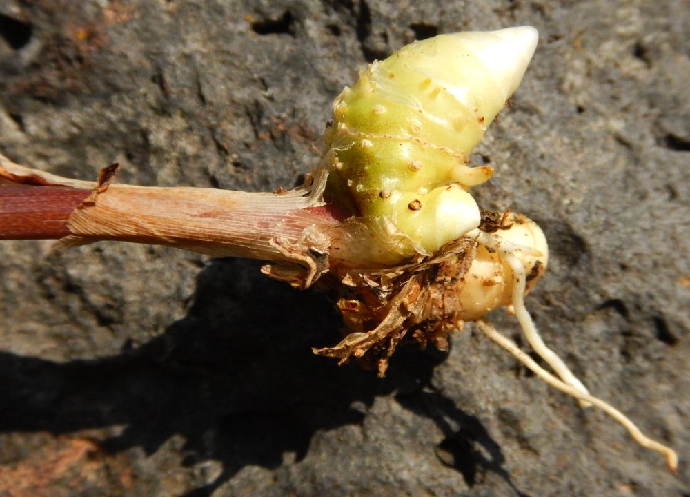 Image of Polygonatum odoratum specimen.