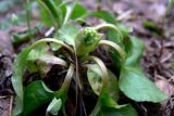 Orthilia secunda. Растение с развивающимся соцветием. Свердловская обл., окр. г. Североуральск, елово-лиственнично-сосновый лес. 19.05.2016.