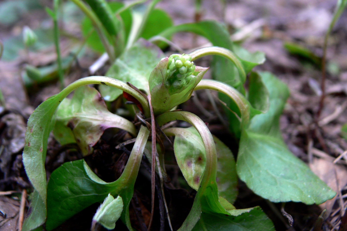 Изображение особи Orthilia secunda.