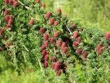 Larix cajanderi