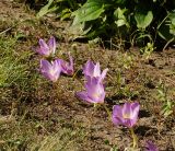 Colchicum speciosum