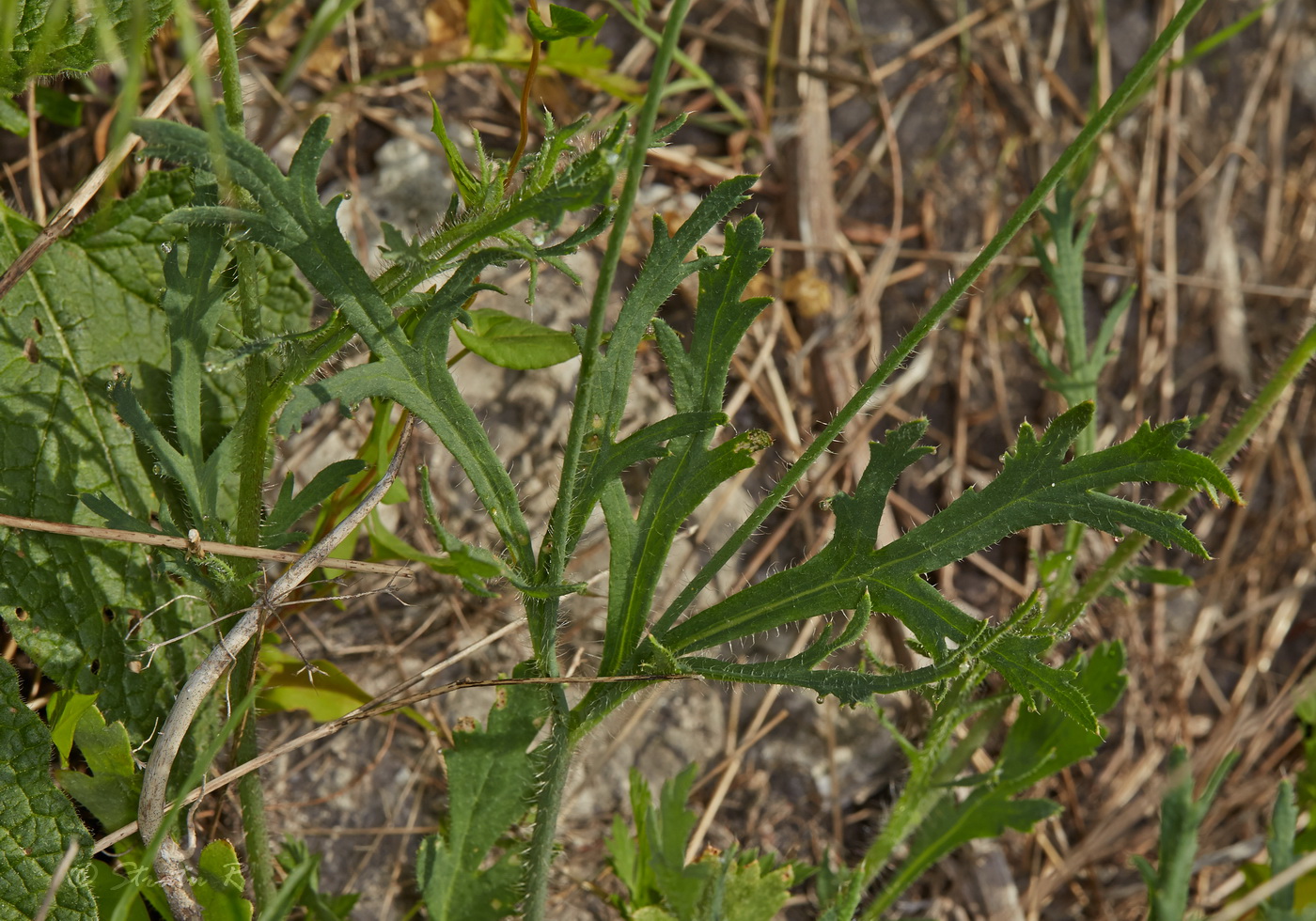 Image of genus Papaver specimen.