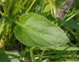 Viola ruppii. Лист. Украина, Тернопольская обл., Кременецкий р-н, окр. г. Почаева, луг к югу от Свято-Духовского скита. 01.06.2015.