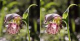 Cypripedium guttatum