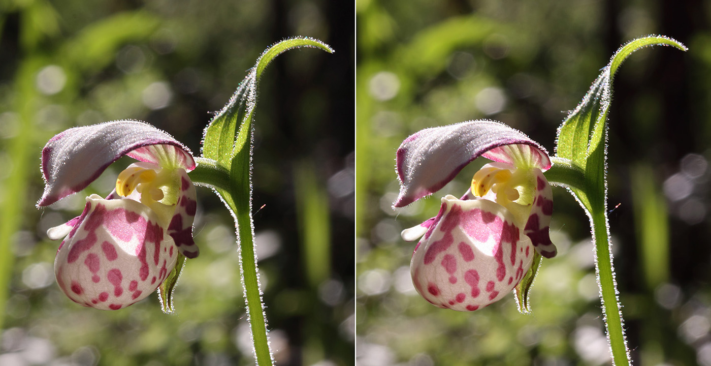 Image of Cypripedium guttatum specimen.