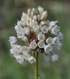 Allium