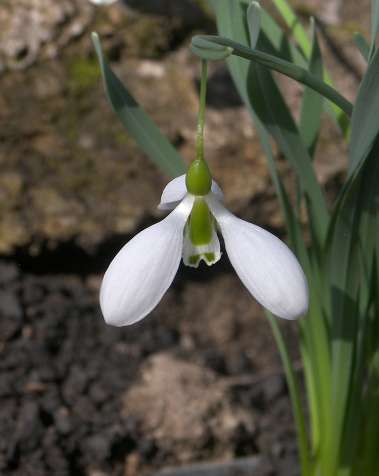 Изображение особи Galanthus gracilis.