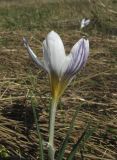 Crocus tauricus. Верхушка цветущего растения. Крым, Симферополь, мкр. Пневматика, нарушенная степь (остатки коренной растительности) между домами и сосновыми посадками. 22 марта 2017 г.