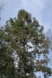 Cunninghamia konishii