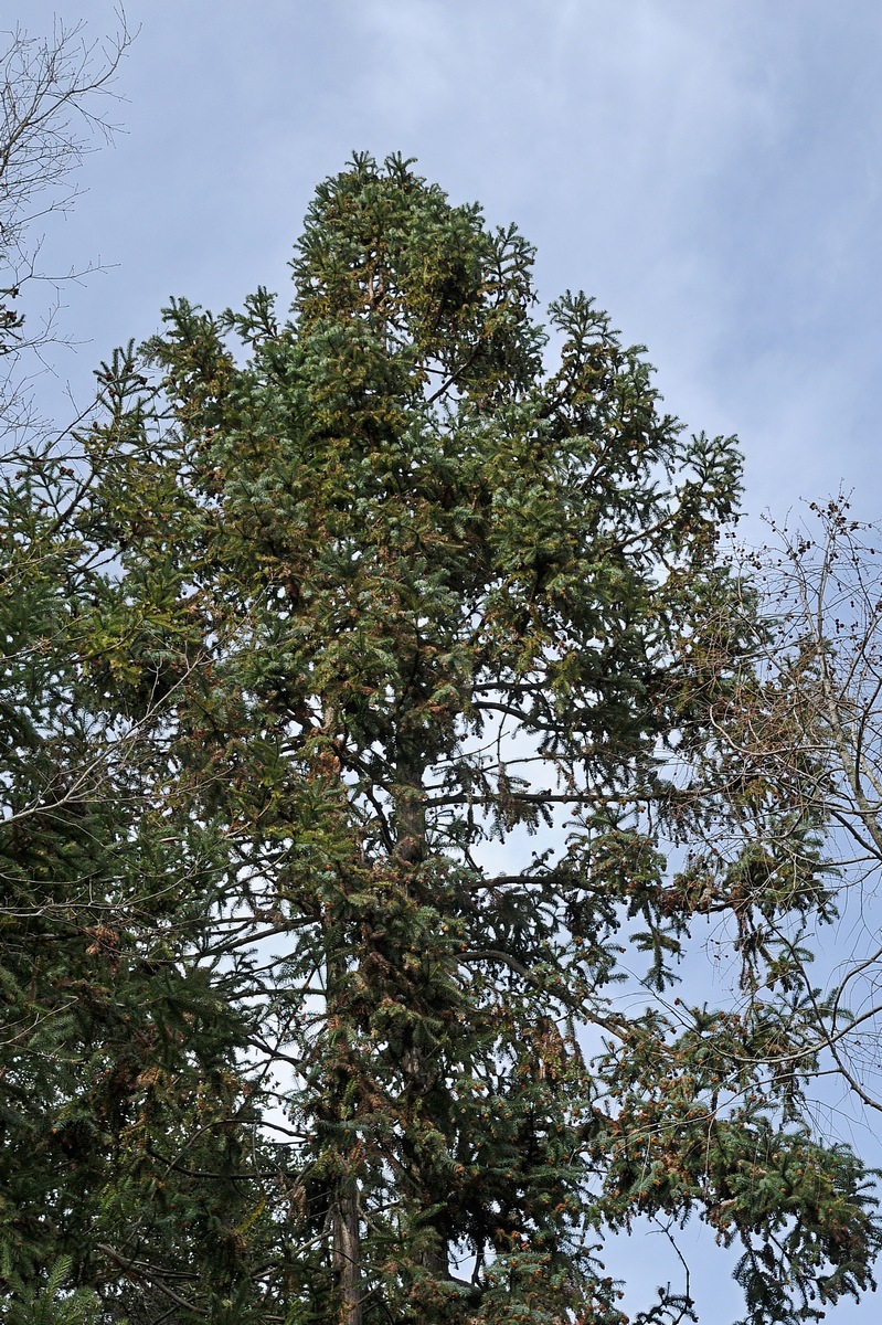 Image of Cunninghamia konishii specimen.