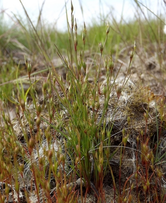 Изображение особи Juncus ambiguus.