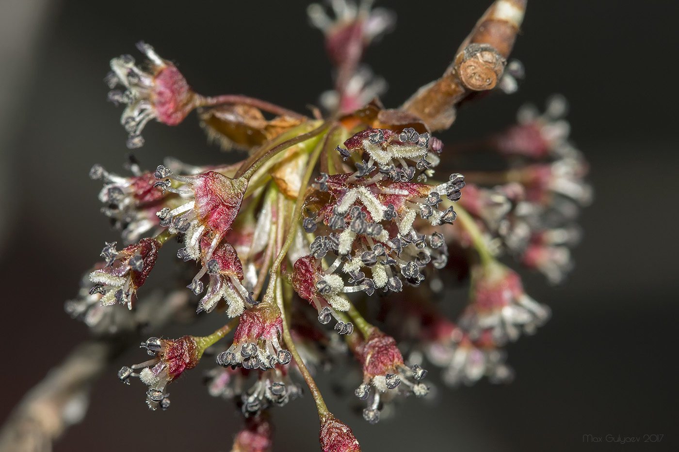 Изображение особи Ulmus laevis.