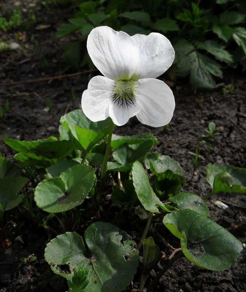 Image of Viola sororia specimen.