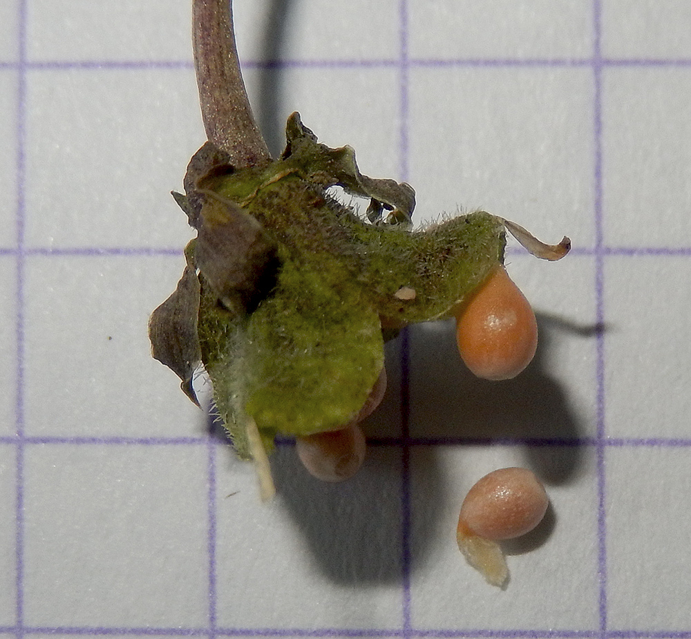 Image of Viola dehnhardtii specimen.