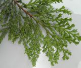 Austrocedrus chilensis