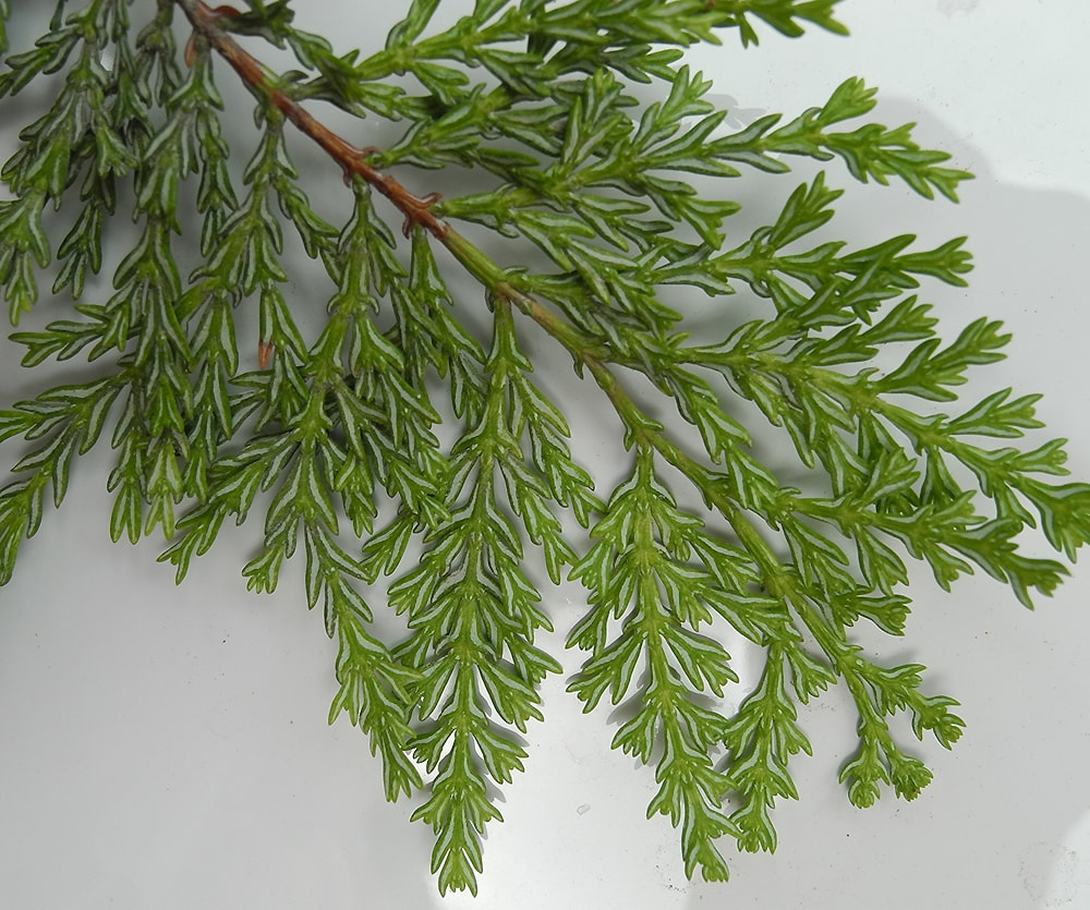 Image of Austrocedrus chilensis specimen.
