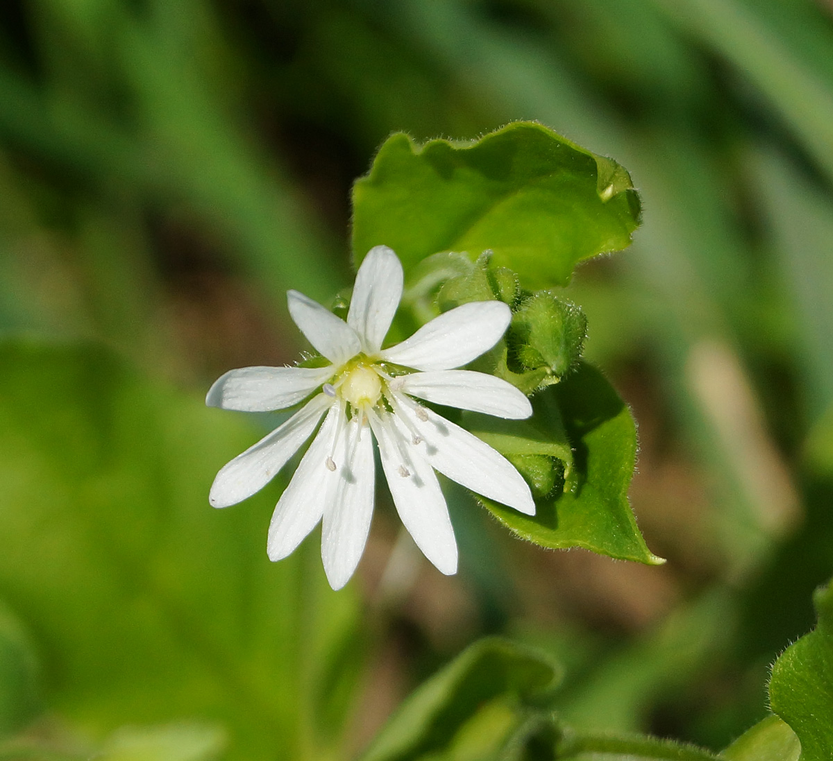 Image of Stellaria bungeana specimen.