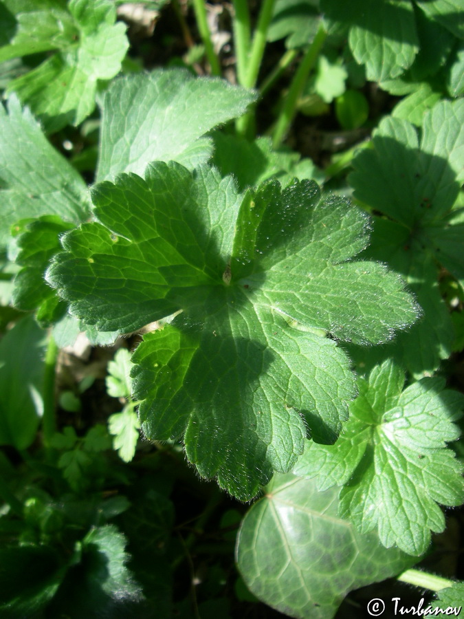 Изображение особи Ranunculus constantinopolitanus.