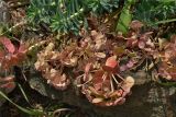 Euphorbia myrsinites