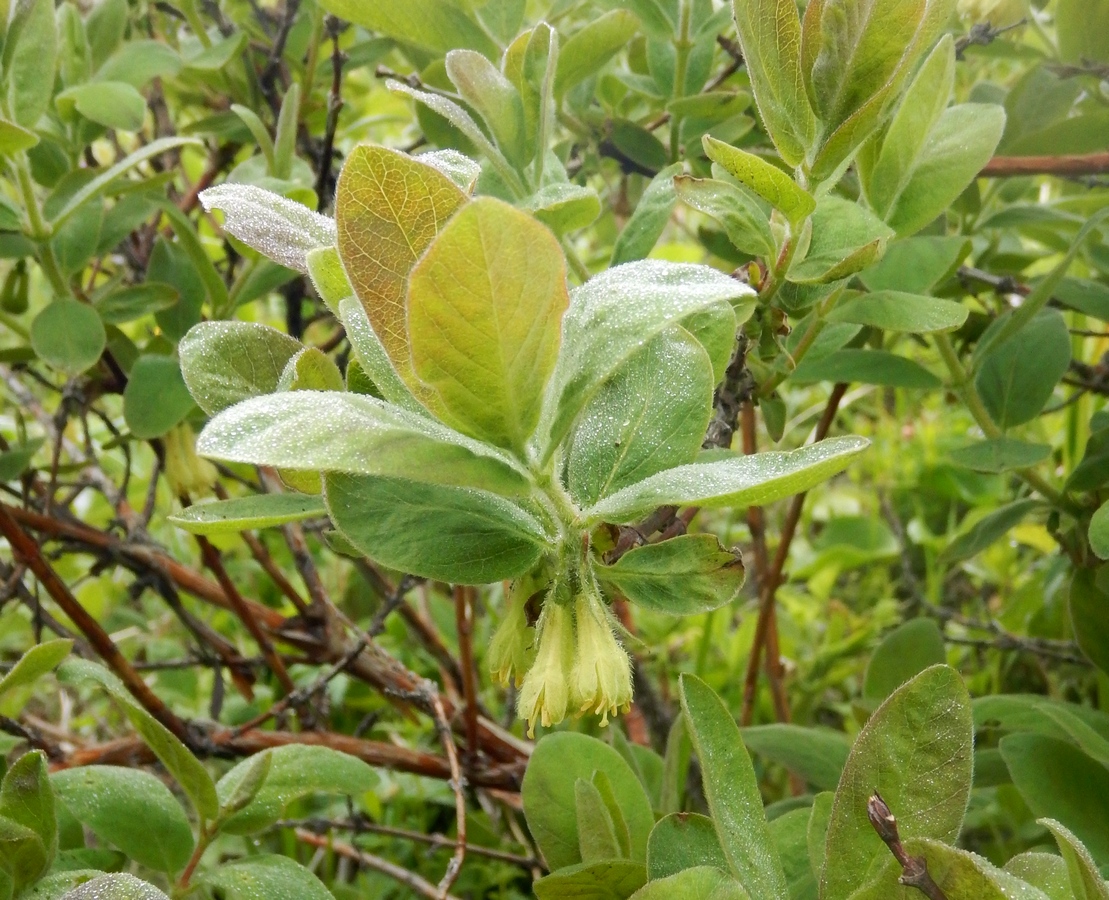 Image of Lonicera caerulea specimen.