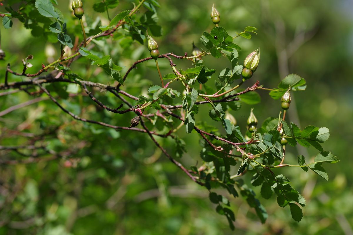 Image of Rosa spinosissima specimen.
