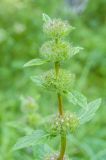 Phlomoides tuberosa